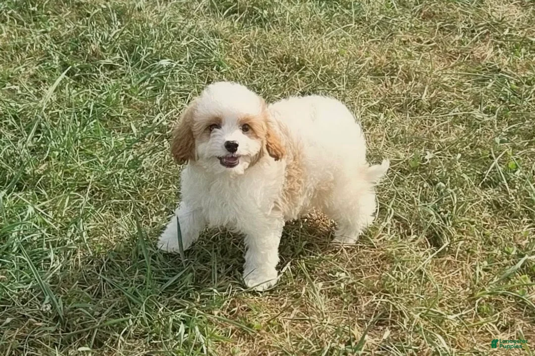 Cavapoo dogs for sale: Vex - Ad 2