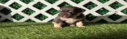French Bulldog dogs for sale: French Bulldog 3 - Ad 6