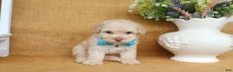 Toy Poodle dogs for sale: Gabe - Ad 2