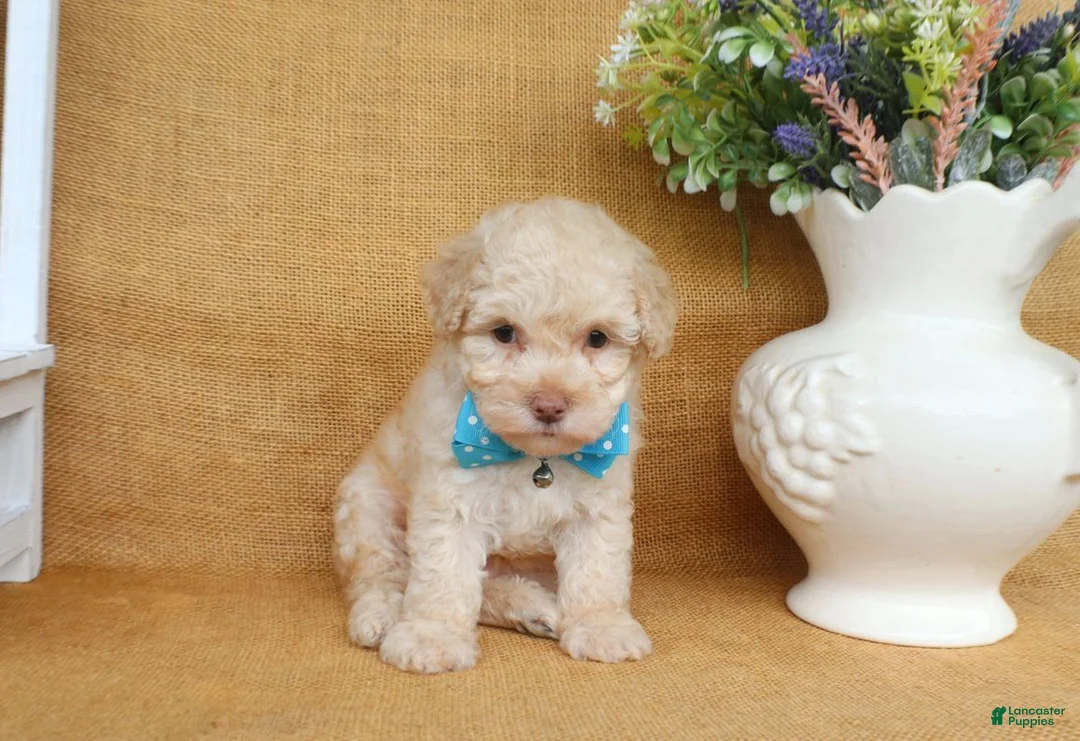 Toy Poodle dogs for sale: Gabe - Ad 2