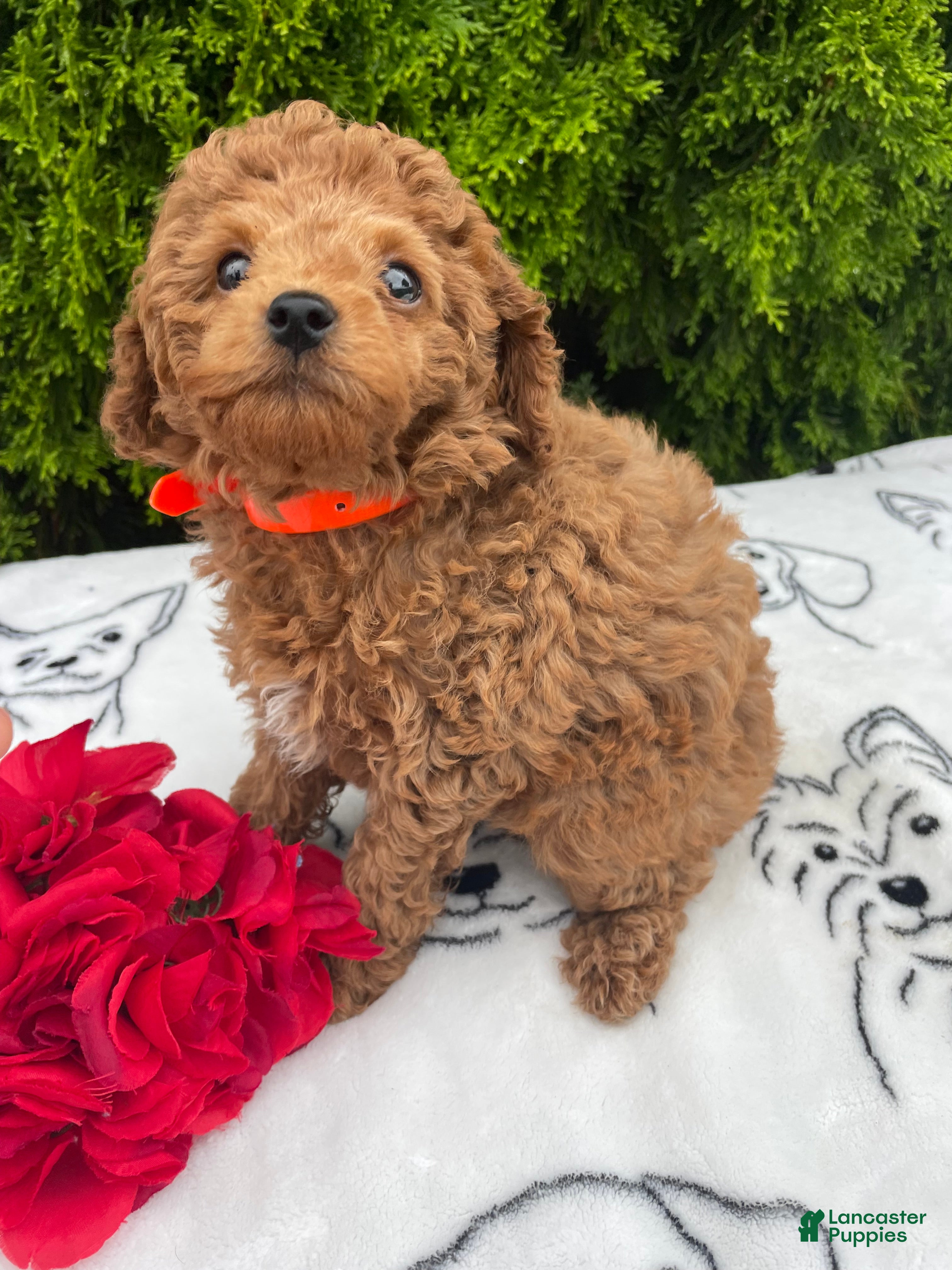Toy Poodle dogs Ruby - Ad 2