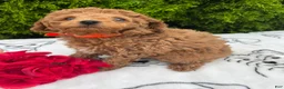 Toy Poodle dogs for sale: Ruby - Ad 2