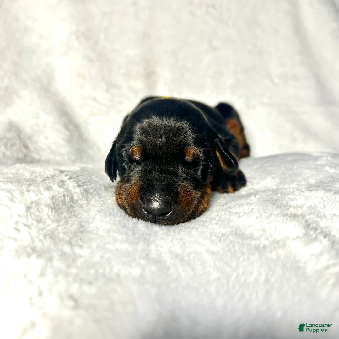 Doberman Pinscher dogs for sale: Doberman Pinscher Puppy 3 - Ad 2