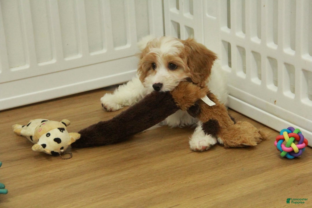 Cavapoo dogs for sale: Mason - Ad 2
