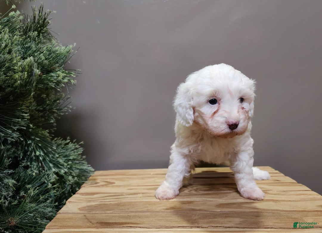 Mini Bernedoodle dogs for sale: Flake - Ad 12