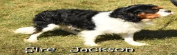 Cavalier King Charles Spaniel dogs for sale: Quinton - Ad 11