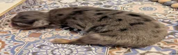 Toy Australian Shepherd dogs for sale: Toy Australian Shepherd 1 - Ad 5