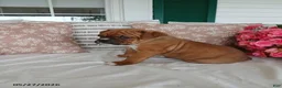 Boxer dogs for sale: Denalia - Ad 5