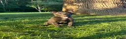 Belgian Malinois dogs for sale: Delta - Ad 3