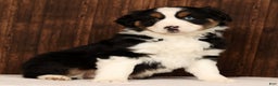 Miniature Australian Shepherd dogs for sale: Rio - Ad 6
