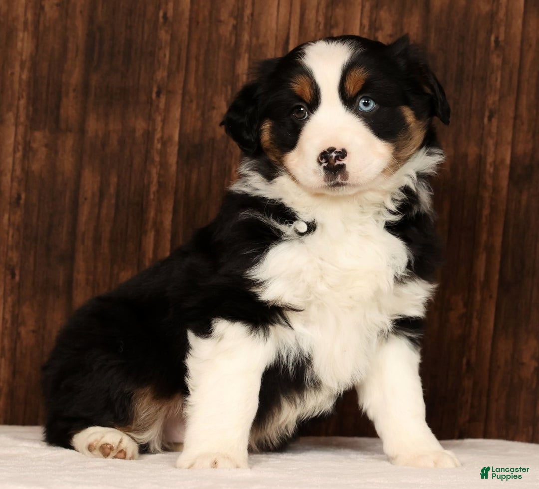 Miniature Australian Shepherd dogs for sale: Rio - Ad 6