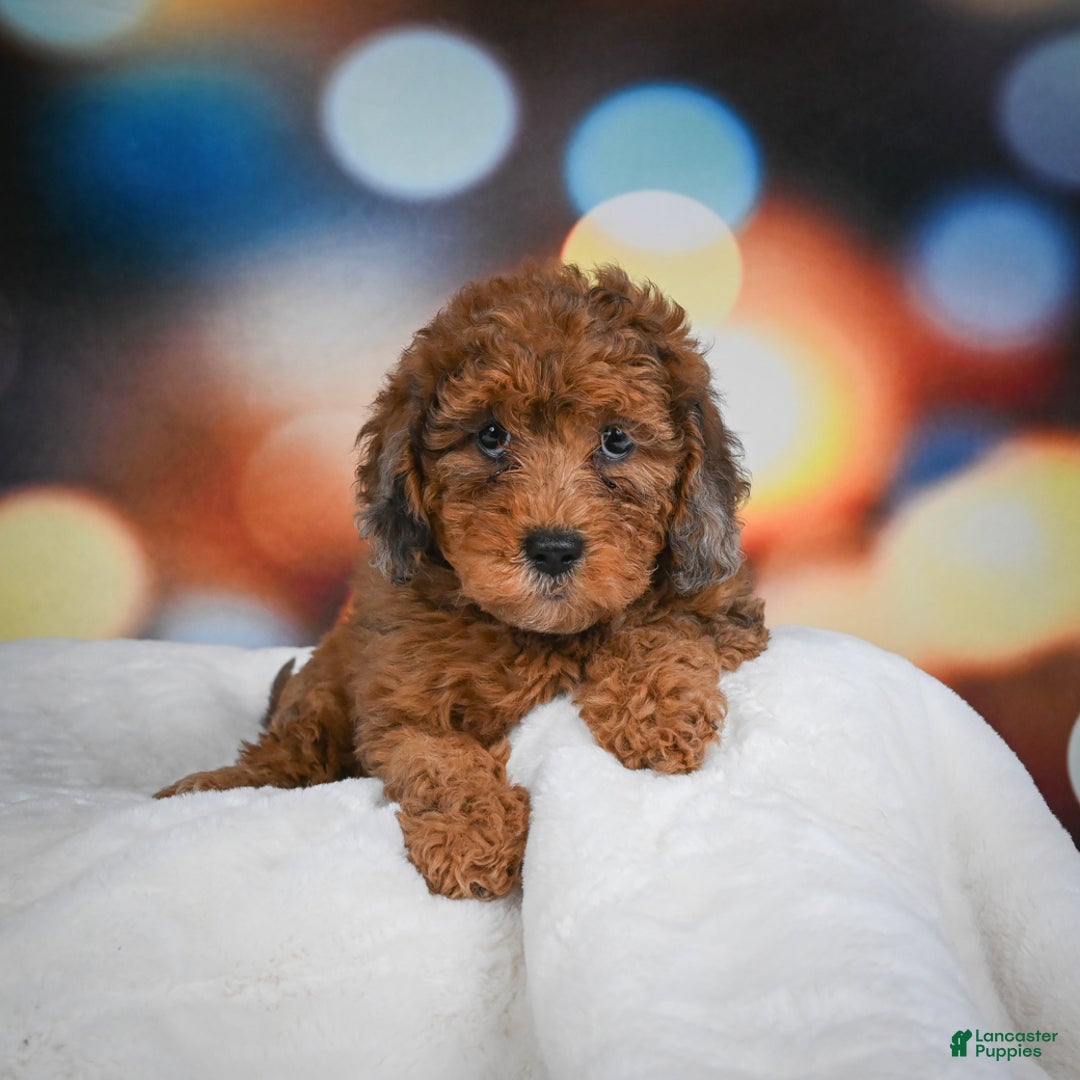 Mini Aussiedoodle dogs for sale: Annie - Ad 3