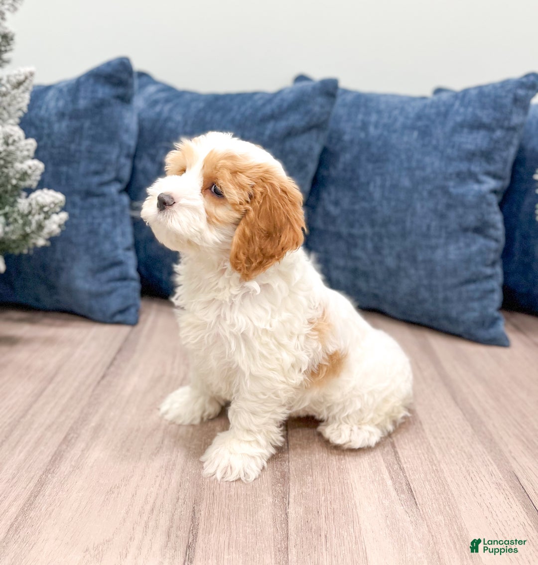 Cockapoo dogs for sale: Ruger - Ad 4