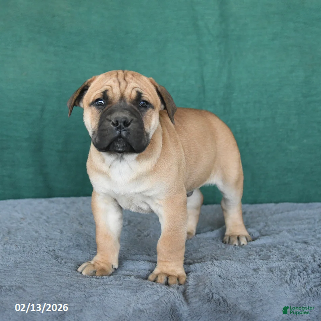 South African Boerboels dogs for sale: Ava  - Ad 5
