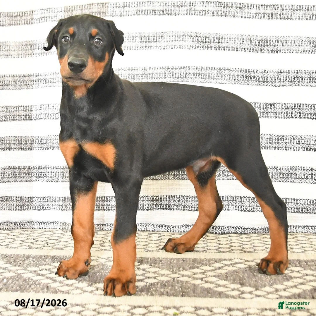 Doberman Pinscher dogs for sale: Dash - Ad 5