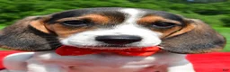 Beagle dogs for sale: Hudson - Ad 7