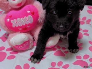 German Shepherd dogs Storm - Ad 2