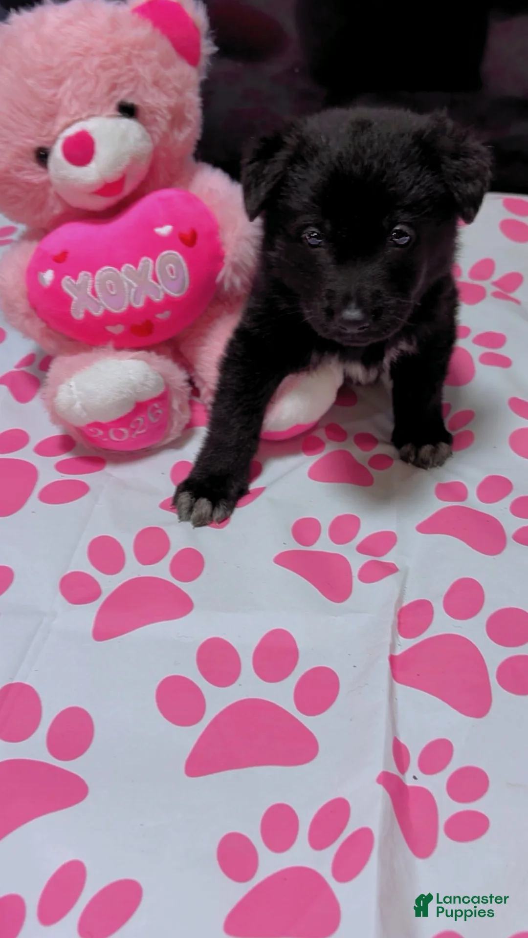 German Shepherd dogs for sale: Storm - Ad 1