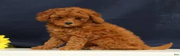 Cavapoo dogs for sale: Casey - Ad 5
