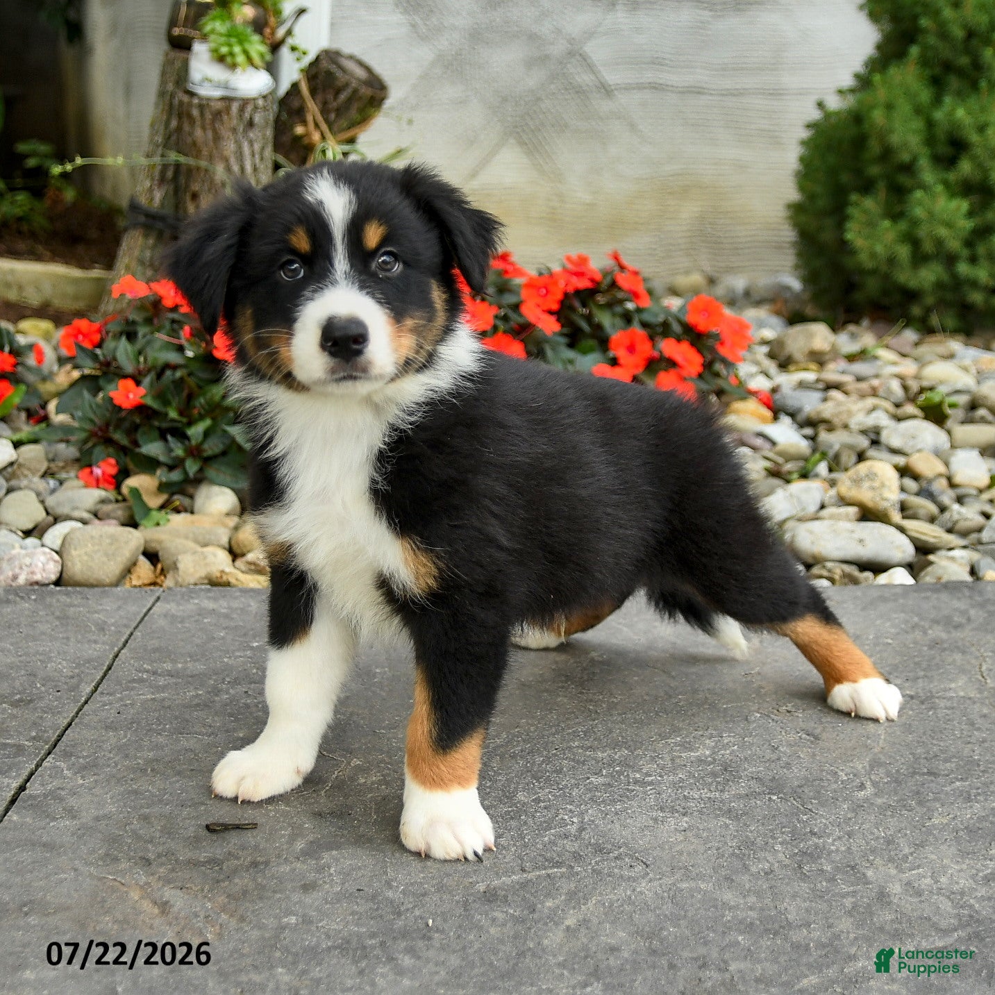 Australian Shepherd dogs Arden - Ad 1