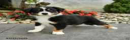 Australian Shepherd dogs for sale: Arden - Ad 1