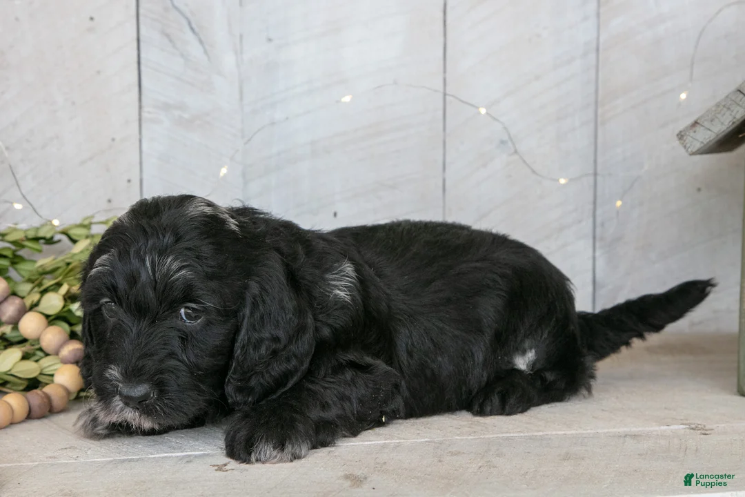 Miniature Labradoodle dogs for sale: Amber - Ad 3