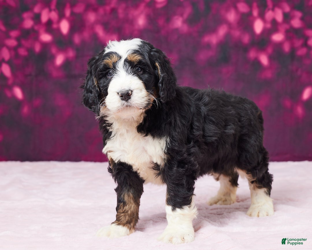 Bernedoodle dogs for sale: Ginger - Ad 5