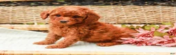 Miniature Labradoodle dogs for sale: Mango - Ad 3