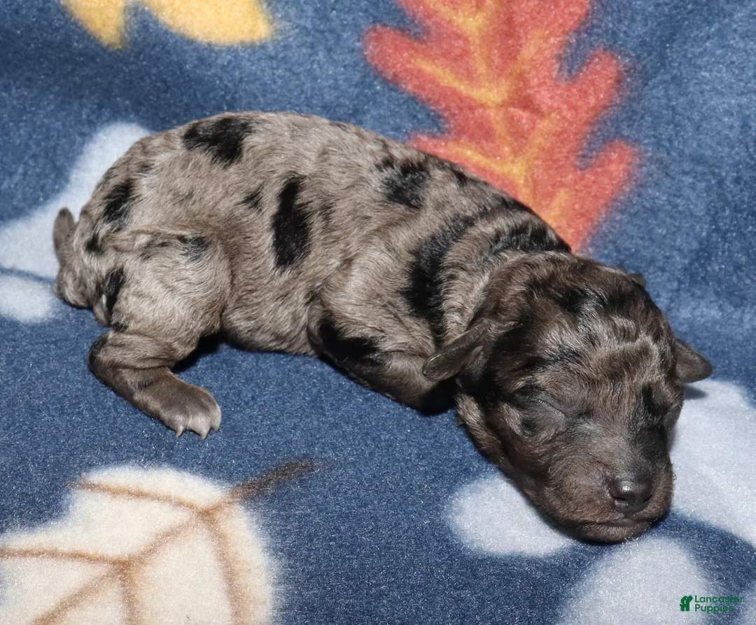 Toy Poodle dogs for sale: Summer’s black merle male - Ad 1