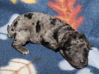Toy Poodle dogs Summer’s black merle male - Ad 19