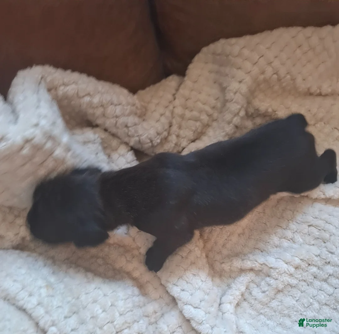 Boxer dogs for sale: Boxer 6 - Ad 2
