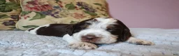 English Springer Spaniel dogs for sale: Amy - Ad 10