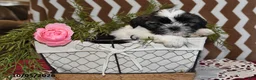 Shih Tzu dogs for sale: Jordan - Ad 2