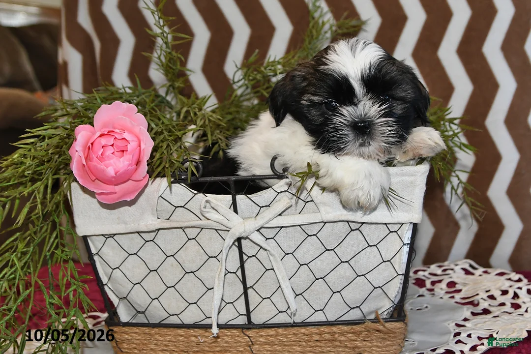 Shih Tzu dogs for sale: Jordan - Ad 2