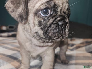 Frug dogs Betty - Ad 37