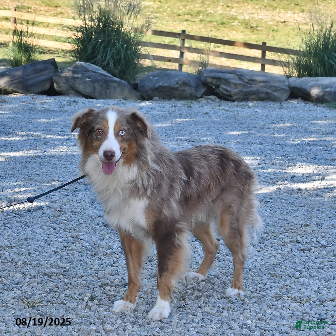 Australian Shepherd dogs for sale: Theo - Ad 7