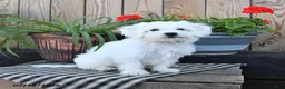 Mixed Breed dogs for sale: Ethan - Ad 3