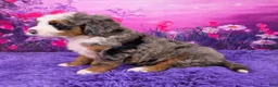 Mini Bernedoodle dogs for sale: Zane - Ad 3