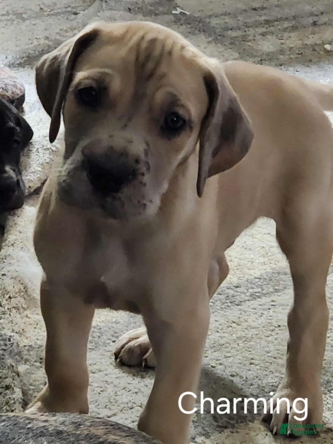 Great Dane dogs for sale: Prince Charming - Ad 1