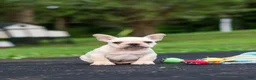 French Bulldog dogs for sale: Koby - Ad 8