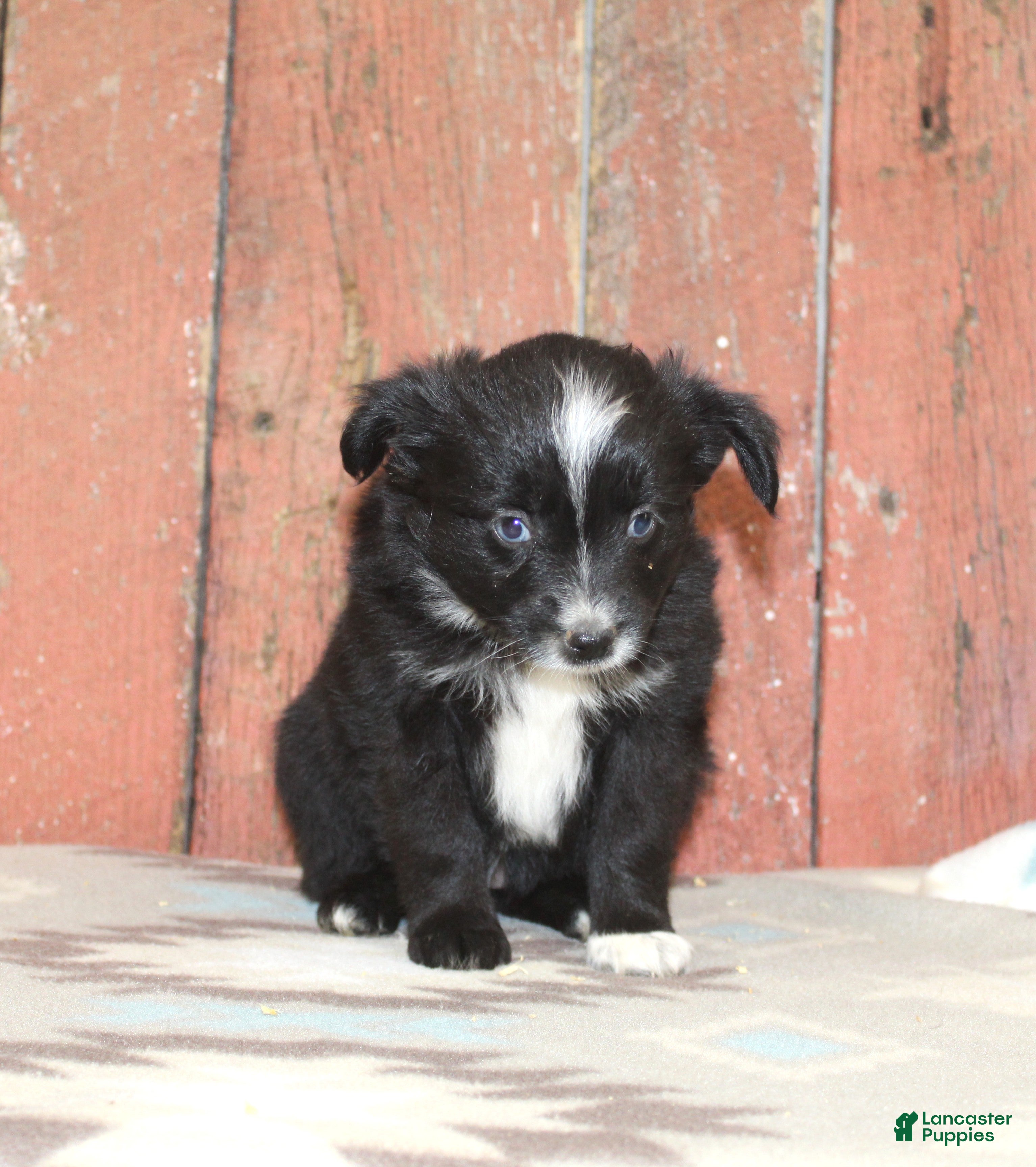 Miniature Australian Shepherd dogs for sale: Miniature Australian Shepherd 7 - Ad 30