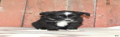 Miniature Australian Shepherd 7