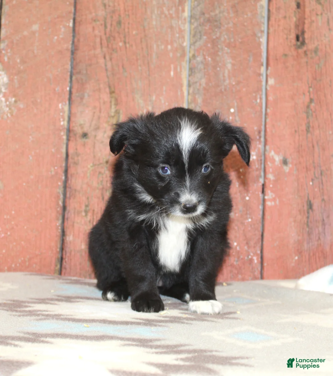 Miniature Australian Shepherd dogs for sale: Miniature Australian Shepherd 7 - Ad 1
