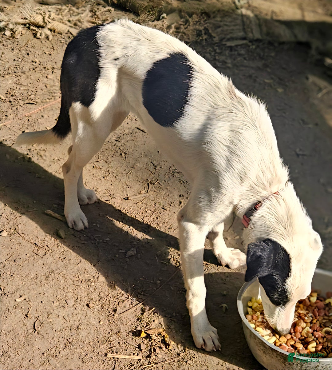 Border Collie dogs for sale: Dreami (Runt) - Ad 13