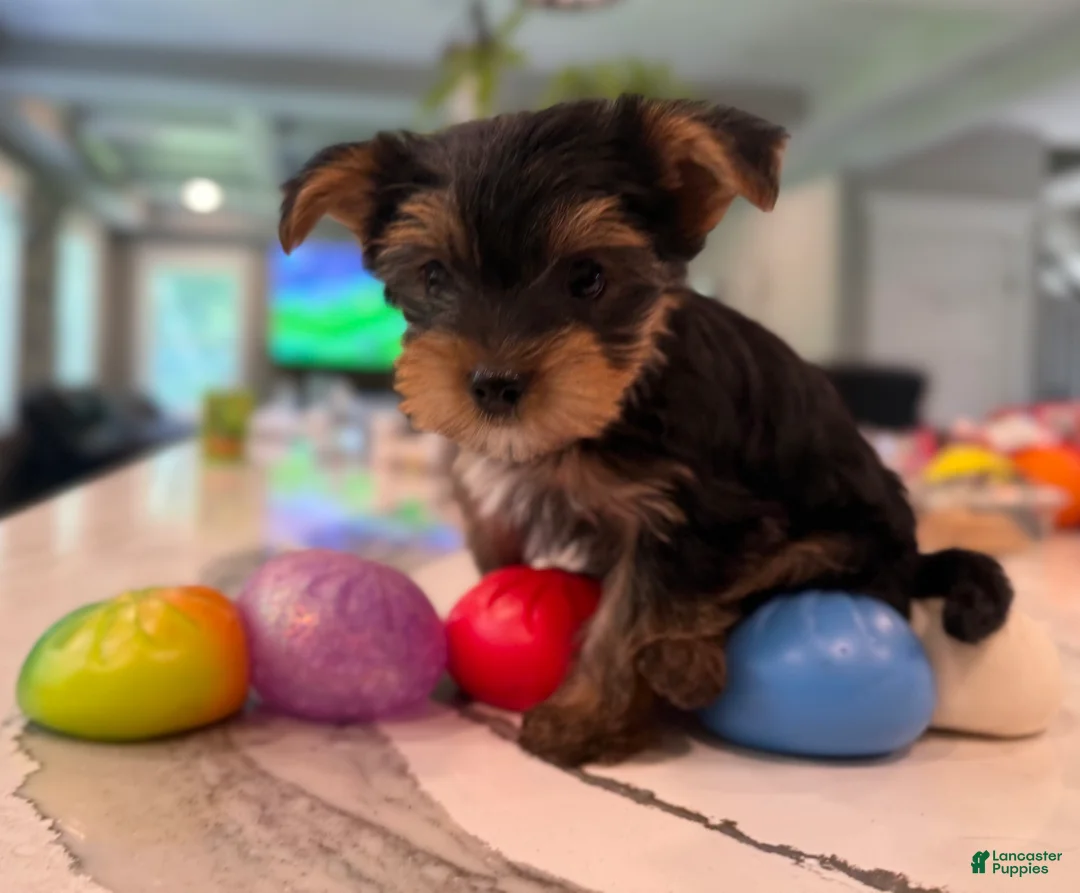 Yorkshire Terrier dogs for sale: AJ - Ad 2