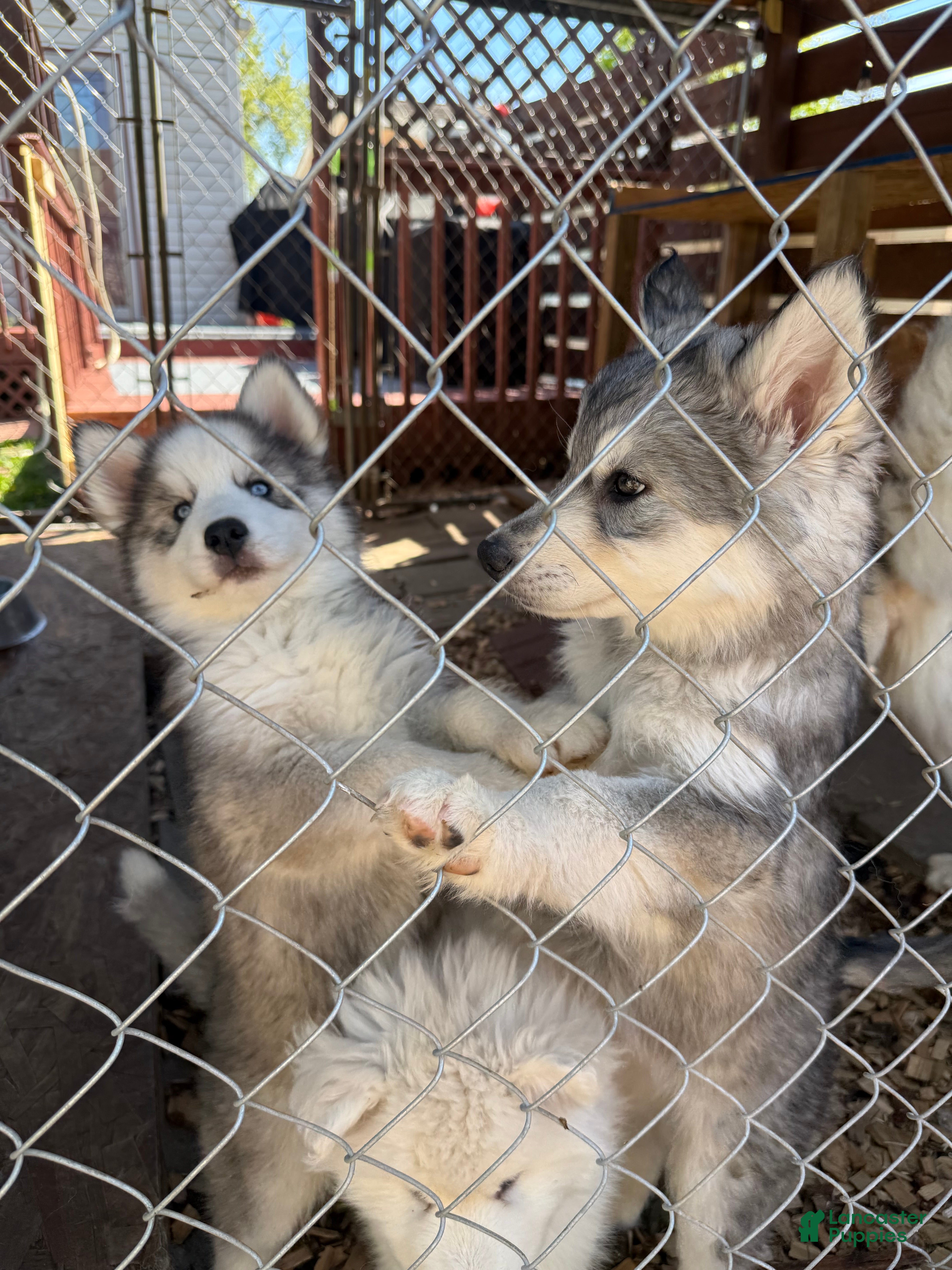Siberian Husky dogs Panda - Ad 23