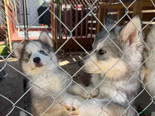 Siberian Husky dogs Panda - Ad 23