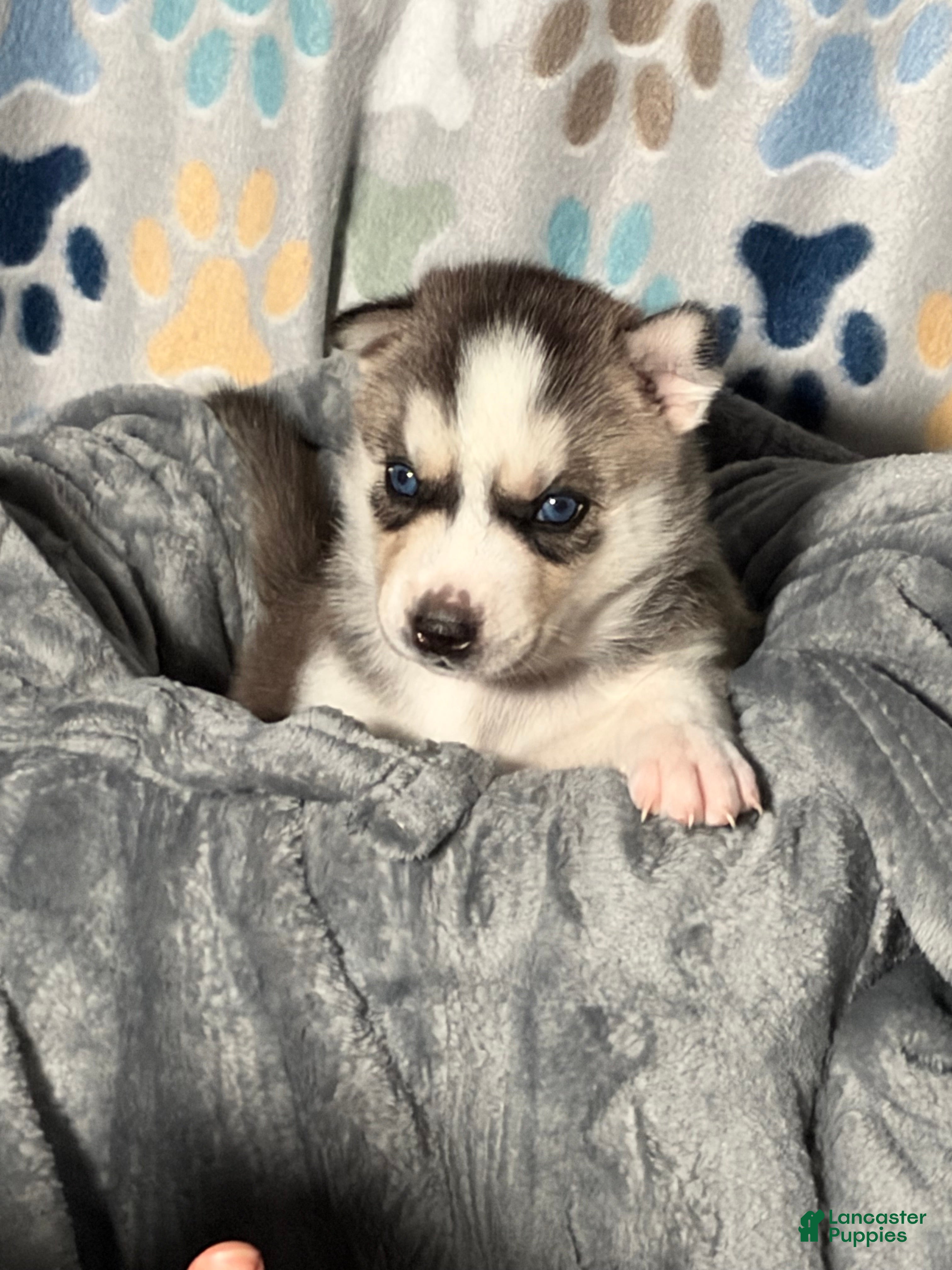 Siberian Husky dogs for sale: Annie Grace - Ad 1