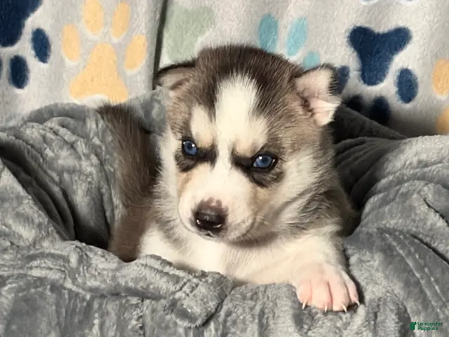 Siberian Husky dogs for sale: Annie Grace - Ad 1
