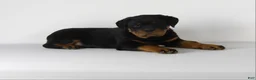 Rottweiler dogs for sale: Rottweiler Puppy 2 - Ad 7